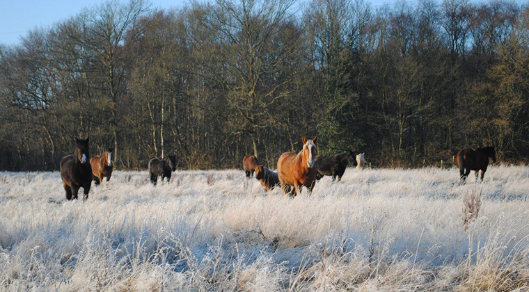 Intuitive Horse