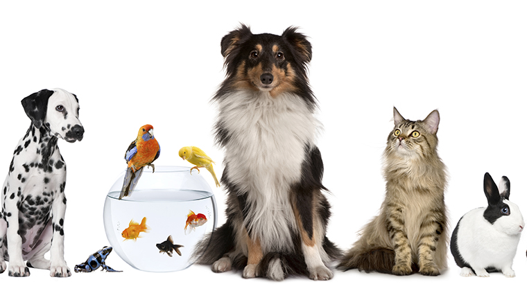 selection of pets