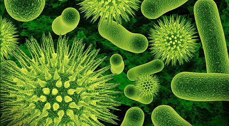 gut bacteria