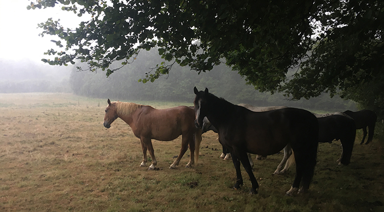 Spend time with horses in their natural environment