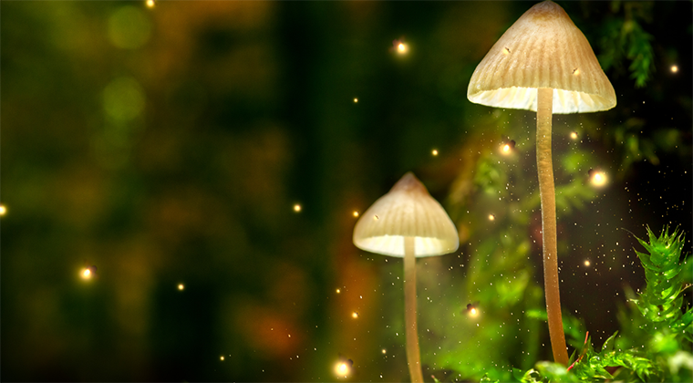 Why there is magic in mushrooms
