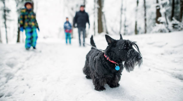 Safeguarding Your Four-Legged Friends in Chilled Winter Is No More A Hassle