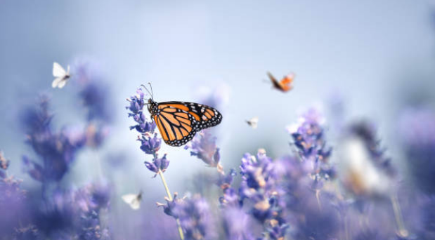 New intimacy alchemy coaching program reveals how to excel at the Disciplines of Love and Passion