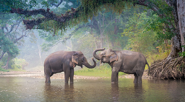 Elephant Nature Parks Need Your Help