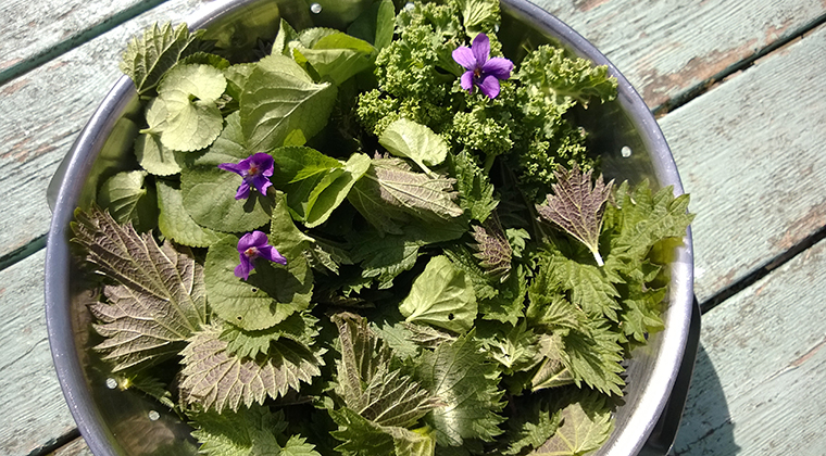 foraging-nettles