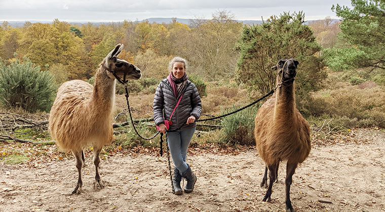 Life lessons from a Llama in Surrey