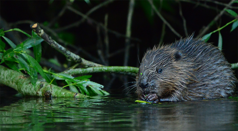 River Journey: The must-read book for nature lovers and environmentalists