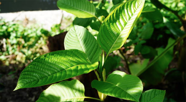 What Is The Best Strain Of Kratom For Energy?