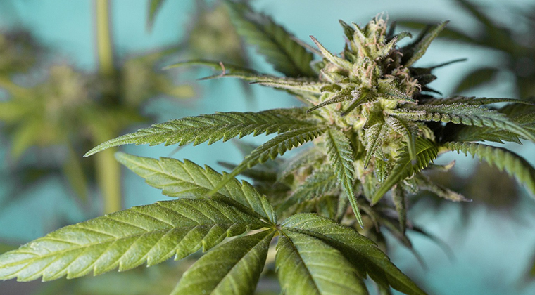 7 Reasons Beginners Should Buy Delta 8 THC Products Online