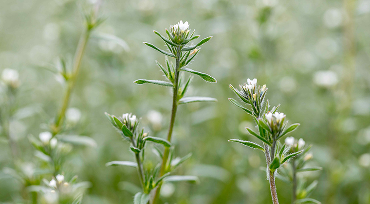New study shows Ahiflower demonstrates similar efficacy to fish oil in joint health