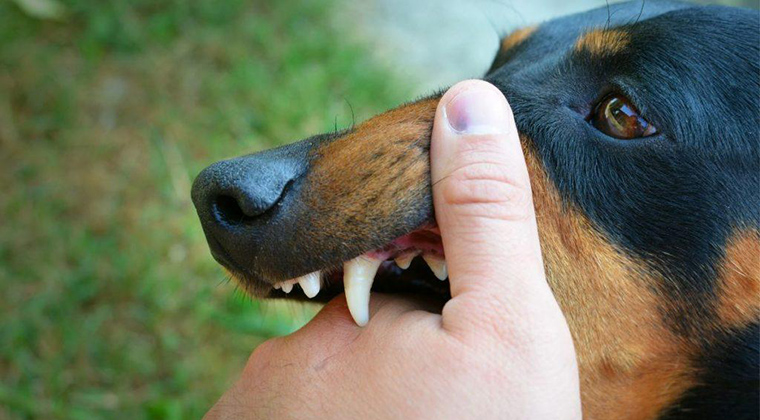 The Diseases a Dog Bite Victim May Sustain