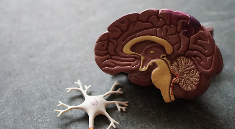 A Guide to Charcot-Marie-Tooth (CMT) Disease