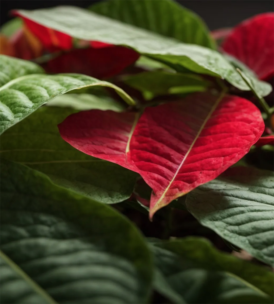 Choosing the Right Kratom Products for Your Needs