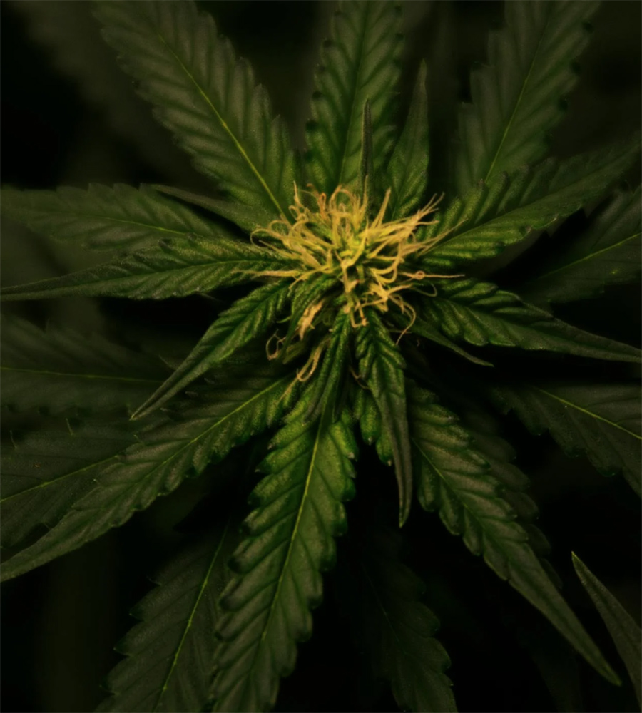 Medicinal Marijuana and its Role in Neurological Disorders 