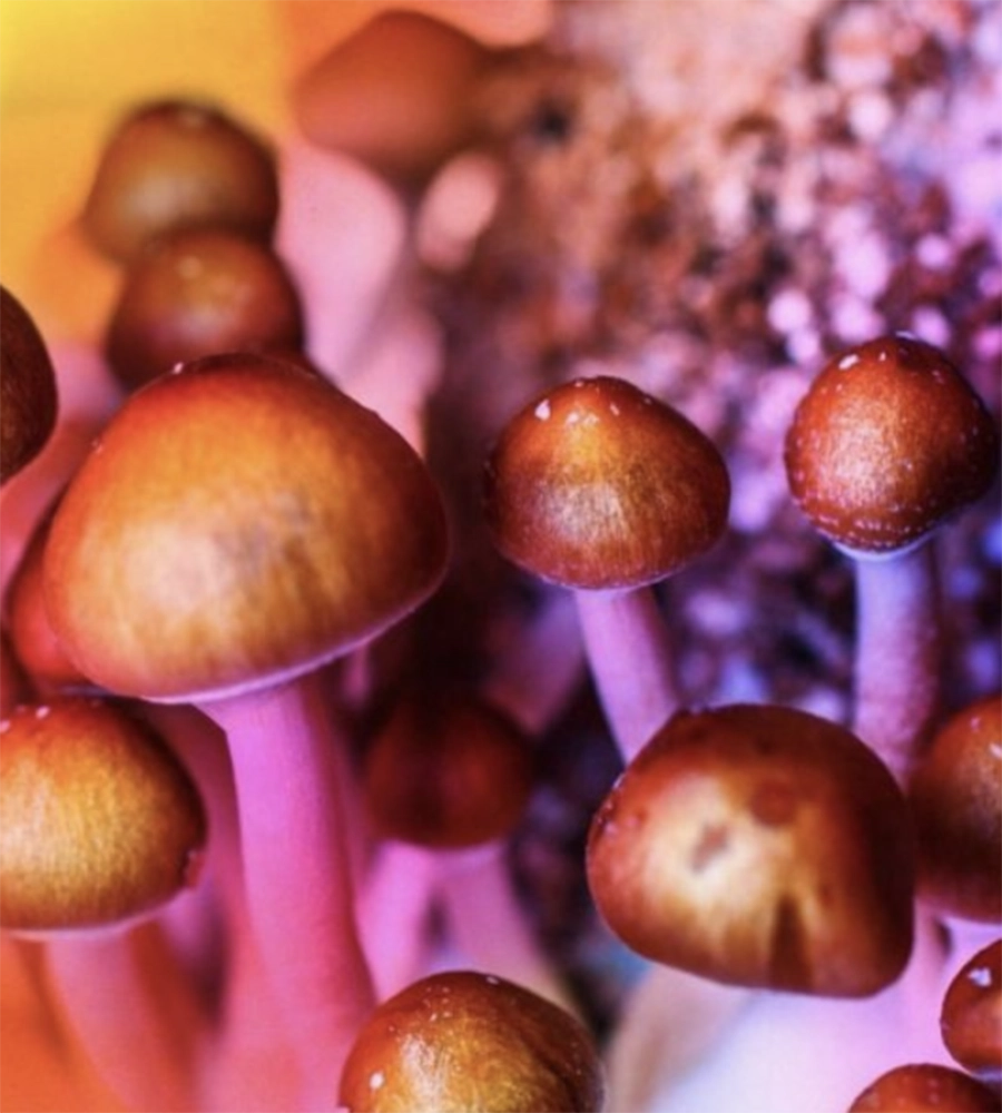 Can You Buy Mushrooms Online, Should You & How to Do It Safely?