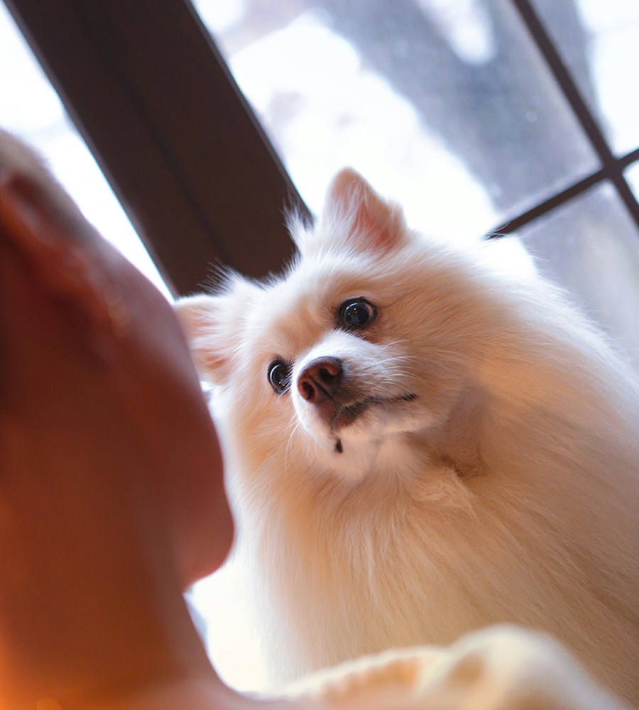 Dog and owner looking at each other