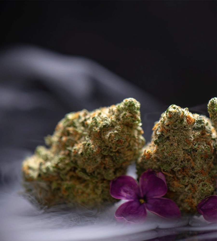 What Sets Premium Organic THCA Flower Apart from the Rest? - Wellbeing Magazine