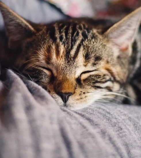 Close-up of a sleeping tabby cat nestled against soft fabric, eyes closed and relaxed—capturing a tranquil moment of rest and comfort.