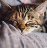 Close-up of a sleeping tabby cat nestled against soft fabric, eyes closed and relaxed—capturing a tranquil moment of rest and comfort.