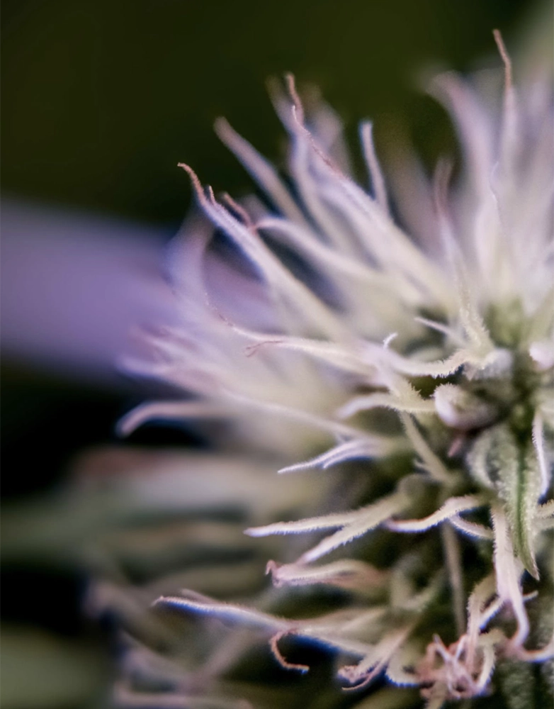 What’s the Best Way to Use THCa Flower and Keep It Potent?