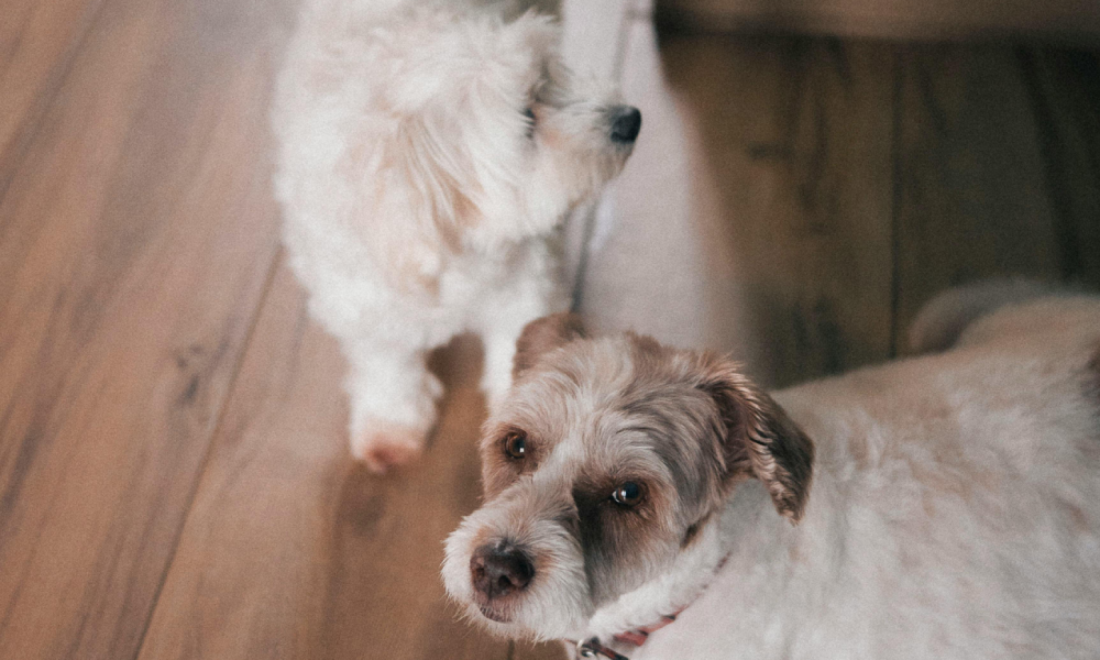  stereotypes around rescue pets