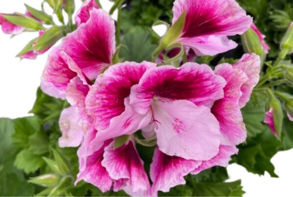 Beautiful pink geranium