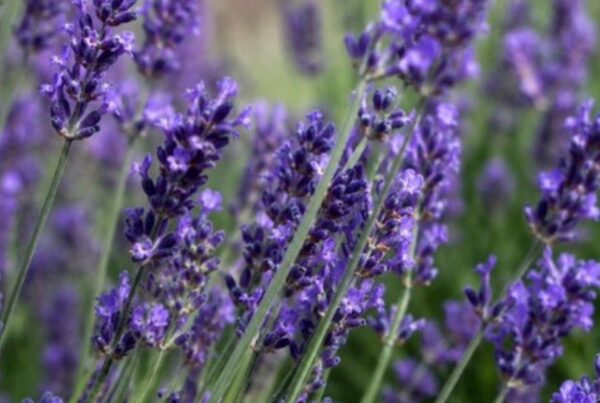 Close up of lavender blooms