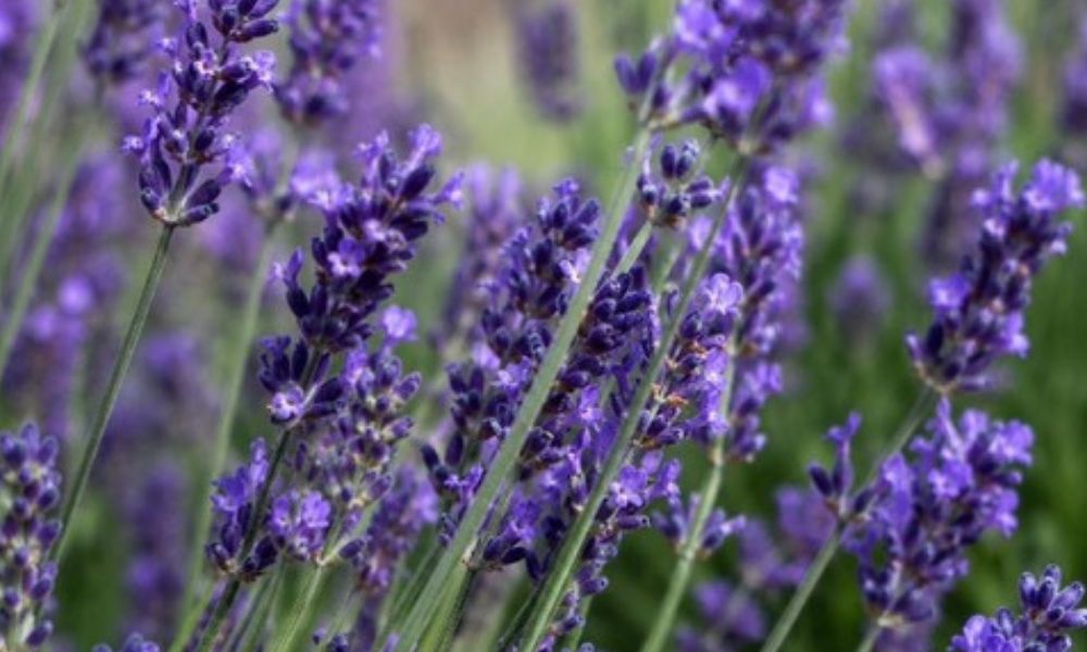 Close up of lavender blooms