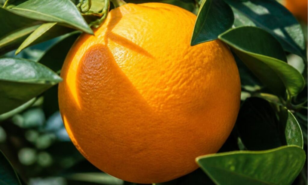 Ripe, ready to be picked, orange on tree