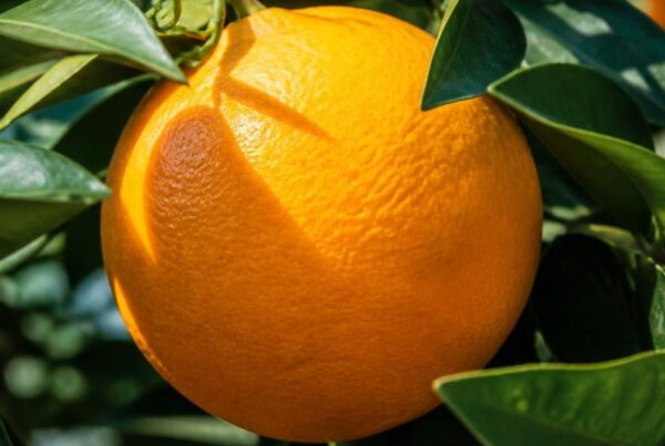 Ripe, ready to be picked, orange on tree