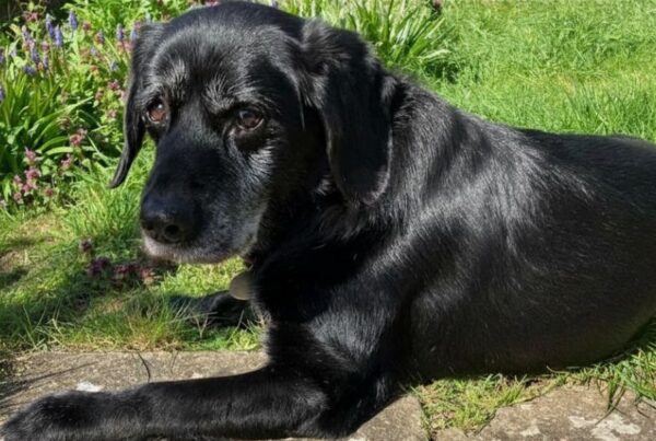Beautiful senior black labrador enjoying a relax in sunny garden