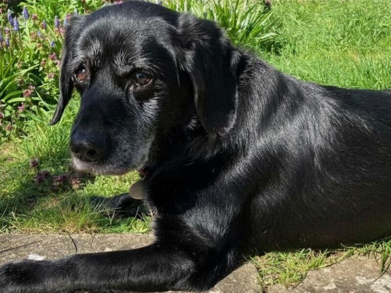 Beautiful senior black labrador enjoying a relax in sunny garden