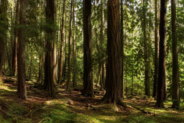 Faint sunlight filtering through cedarwood forest