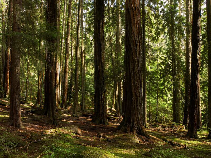 Faint sunlight filtering through cedarwood forest