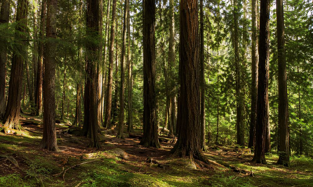 Faint sunlight filtering through cedarwood forest