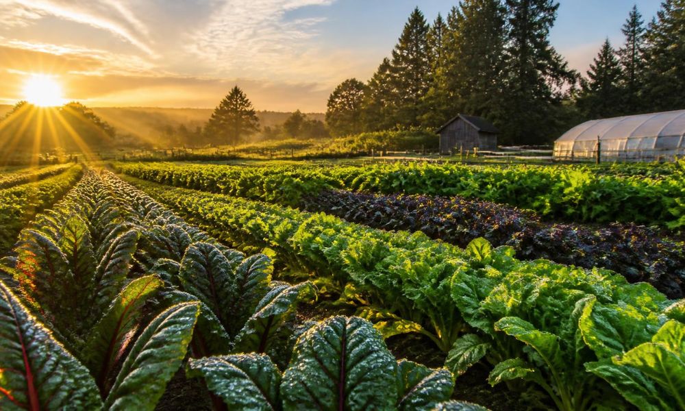 Sunrise over farm fields of healthy vegetables