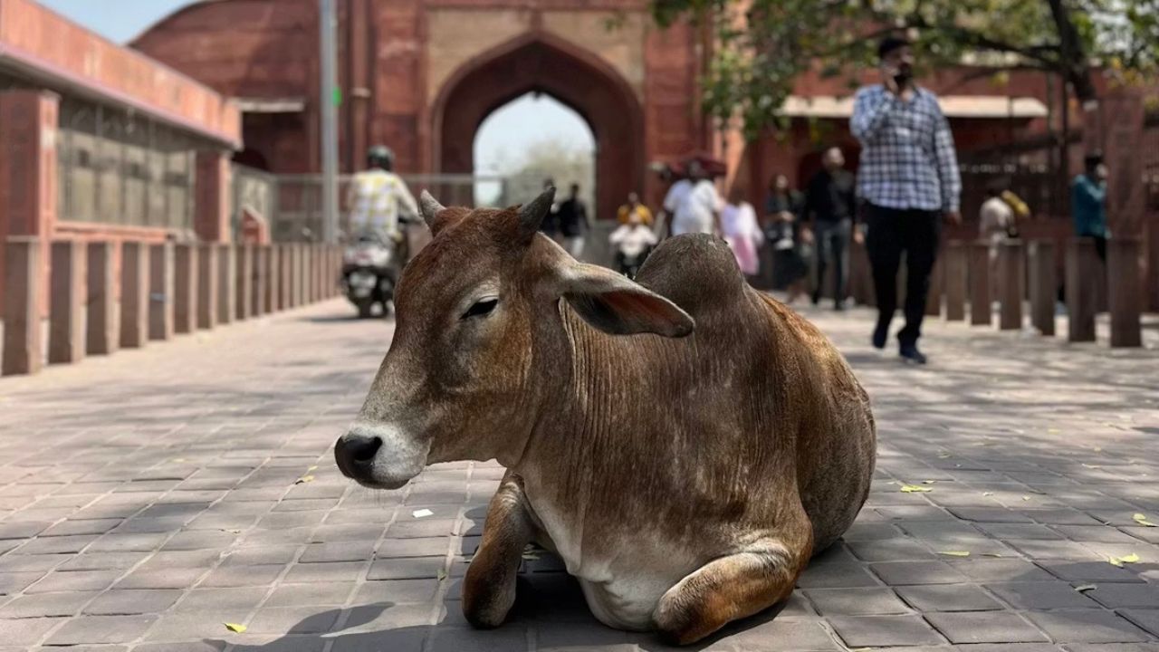 Gujarat allocates  ₹60 cr to convert organic waste, including cow dung, into biogas fuel