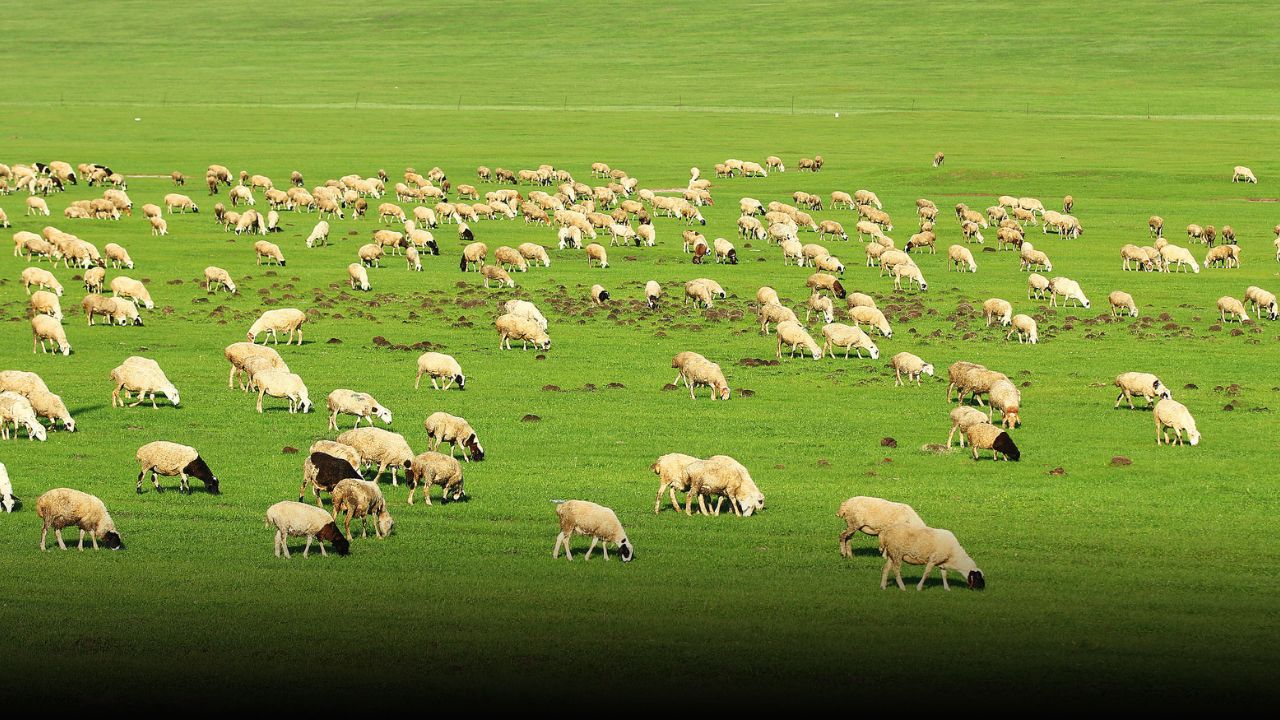 Why are thousands of young Chinese applying for shepherd jobs? Viral ad exposes labour market strains
