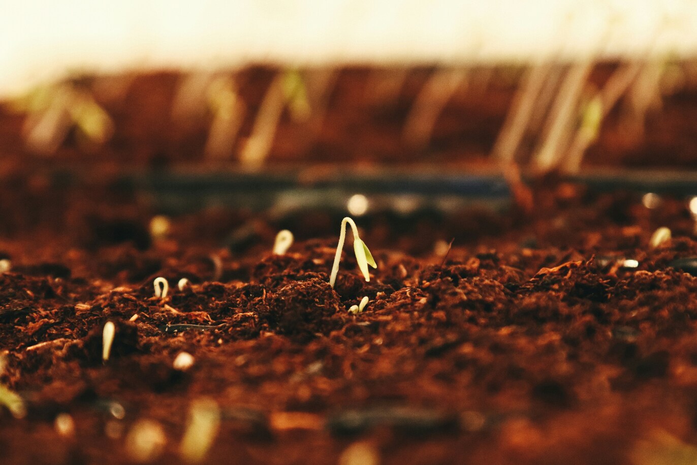 Plants not just feel, they can hear the rain too, confirms new research
