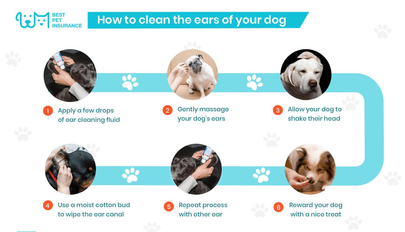 How To Clean Dog Ears How To Guide Tips