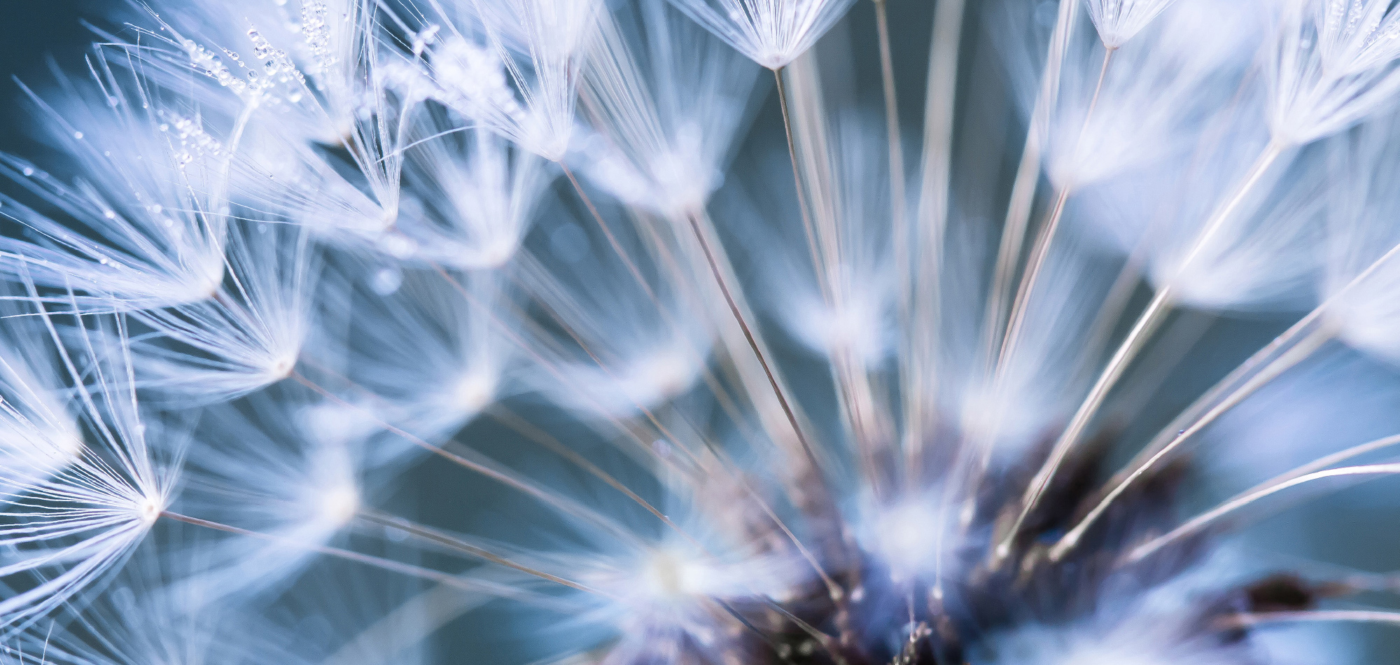 Family office / private wealth manager