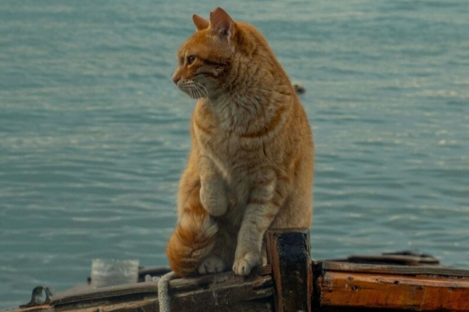 Forgotten Tributary theatre review: A troublesome journey