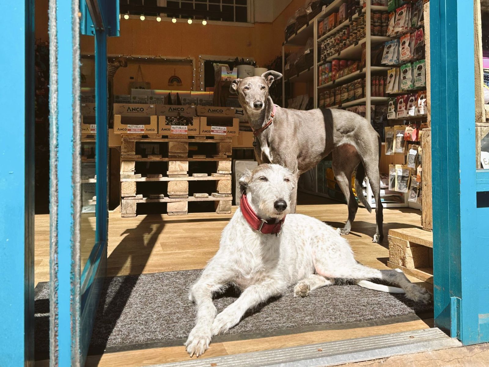 Shop Talk: 3 indie pet shops across Glasgow and Edinburgh