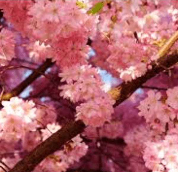 Acting Intensive: Stanislavski & The Cherry Orchard