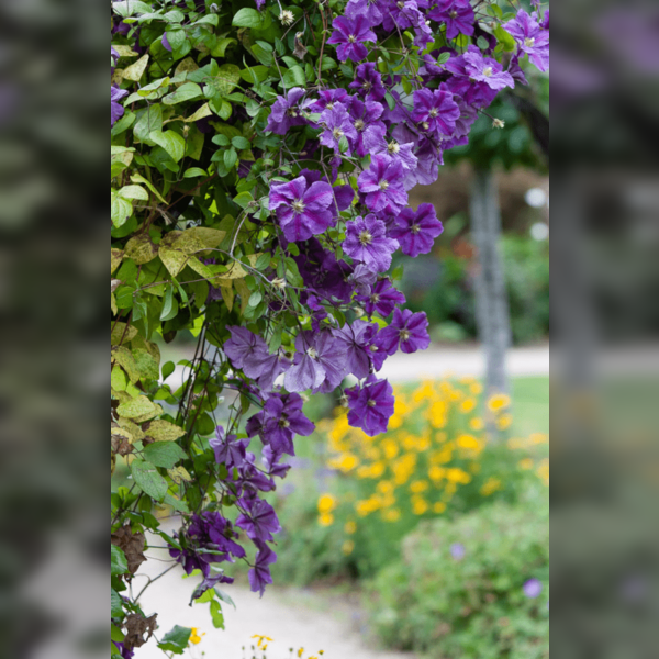 Taster Tours: Behind the Garden Wall: Victorian Secrets in Bloom