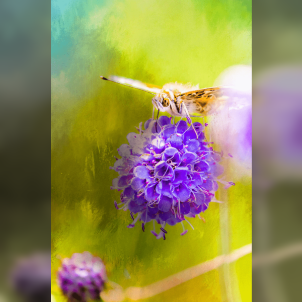 Autumn Equinox & Natures Abundance