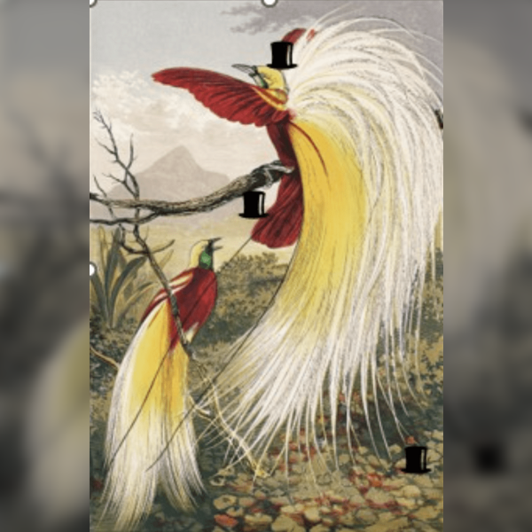 Birds of Paradise... and Trickster