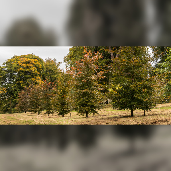 Charity Garden Opening - Dawyck Botanic Garden