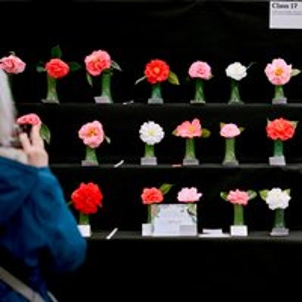 Cornwall Garden Society 2025 Spring Flower Show