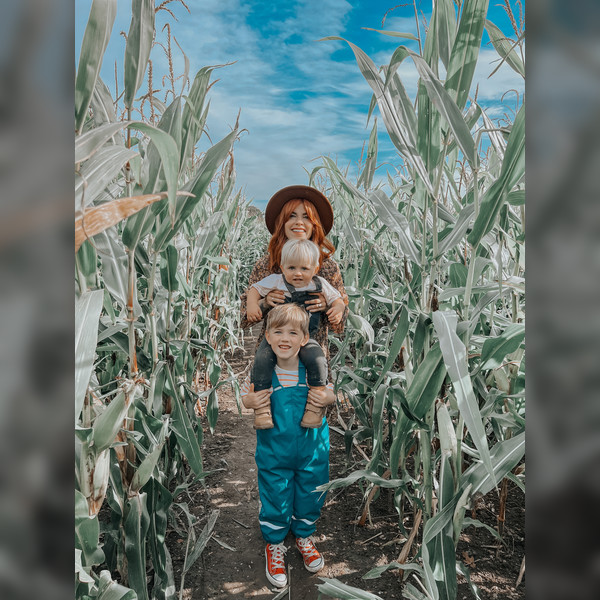 PYO Sunflowers and Maize Maze